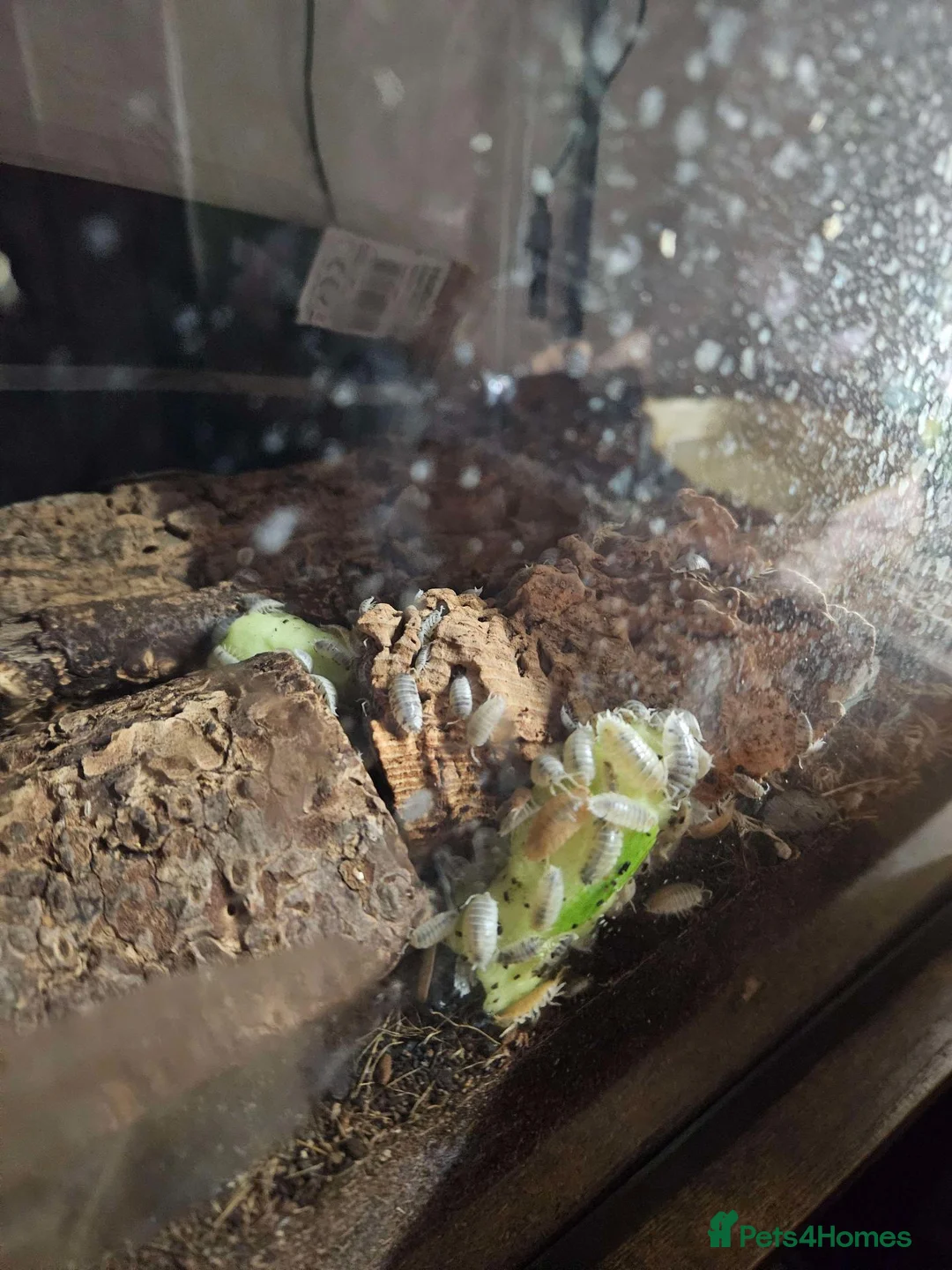 Beetles invertebrates for sale: Isopods and sun beetles in Washington - Advert 2