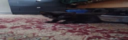 Mixed Breed cats for sale: Beautiful kittens looking for their forever homes  - Advert 5
