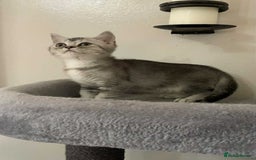 British Shorthair cats for sale: BSH quality Silvers - Image 14