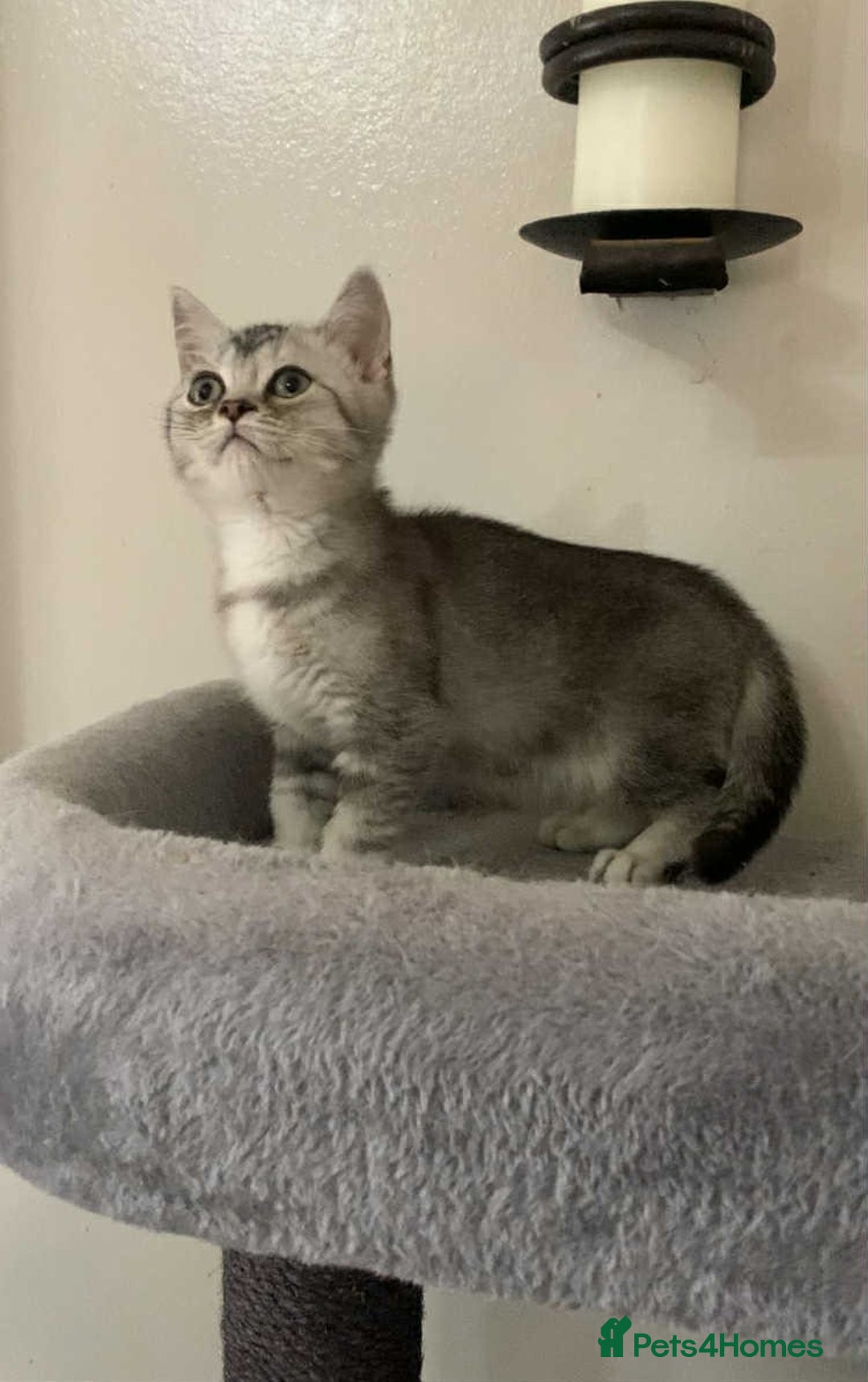 British Shorthair cats for sale: BSH quality Silvers - Image 14