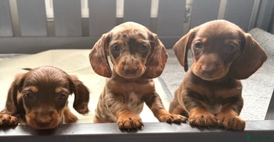 Miniature Dachshund dogs - Advert 13