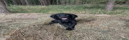 Cocker Spaniel dogs for stud: Stud Working Cocker Spaniel KC Registered  - Advert 1