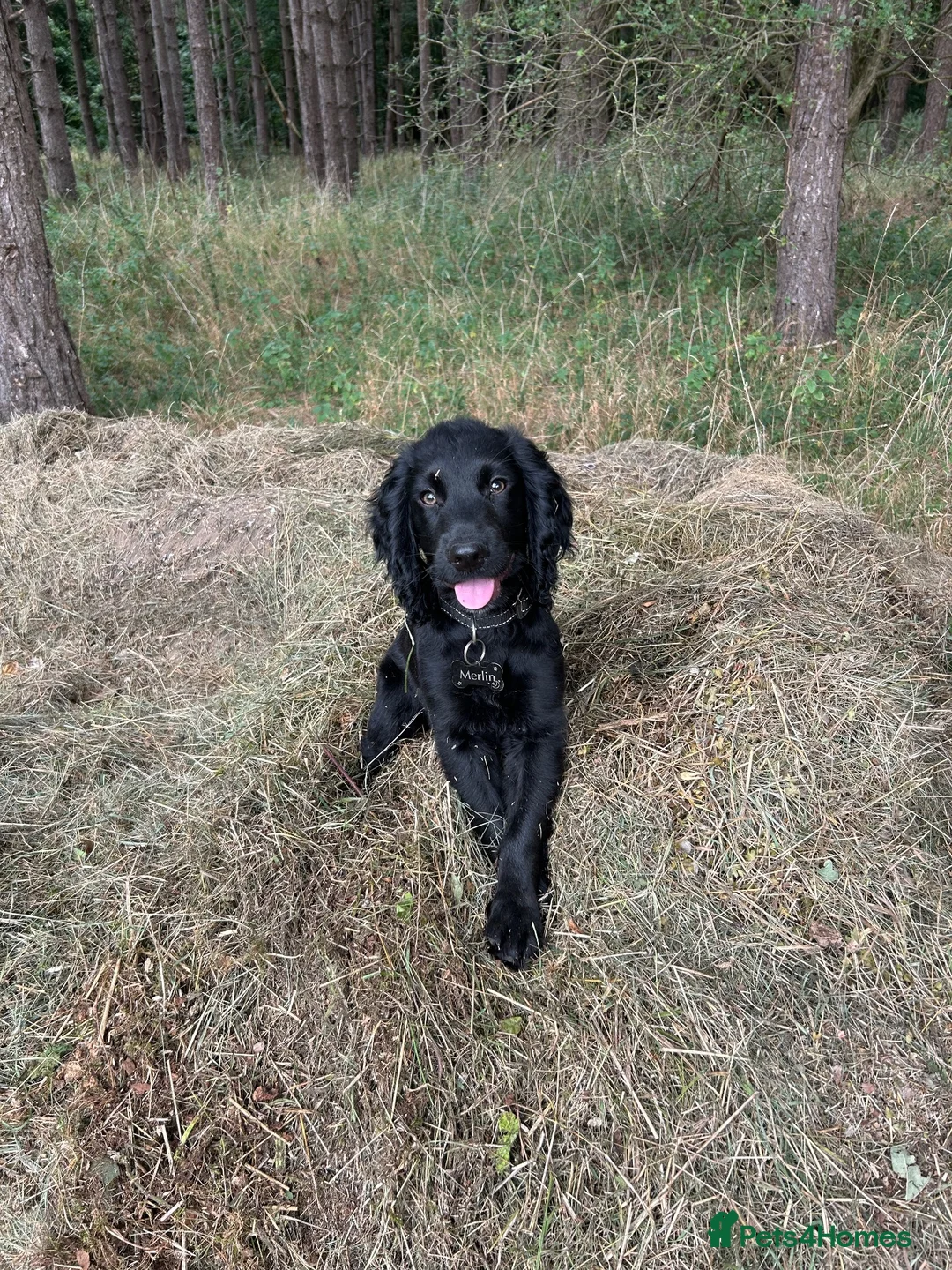 Cocker Spaniel dogs for stud: Stud Working Cocker Spaniel KC Registered  - Advert 1