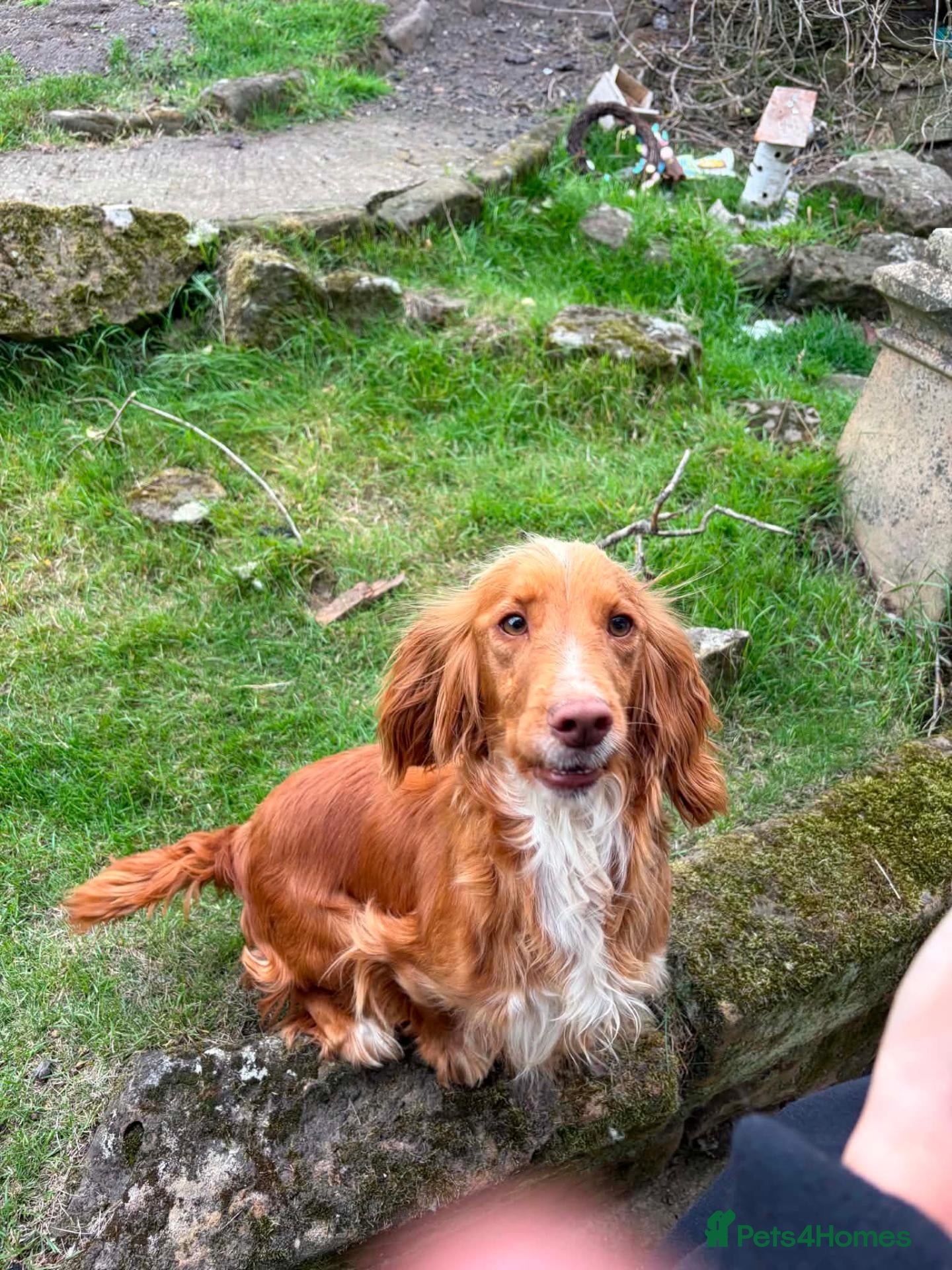 Cocker Spaniel dogs Beautiful Cocker Pups - Advert 2