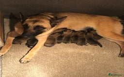 Belgian Shepherd Dog dogs for sale: Belgium Mali Male available  - Image 5