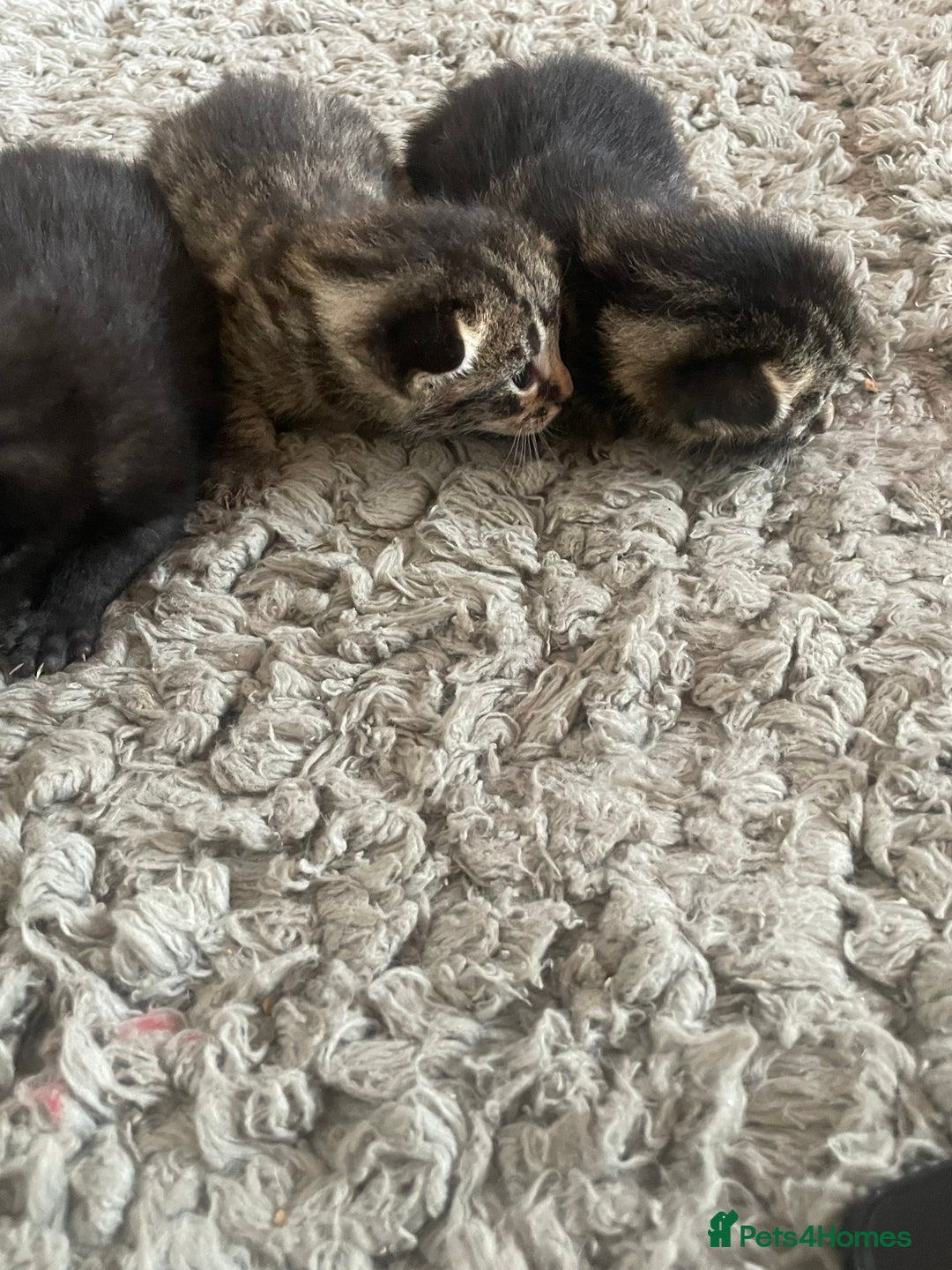 Mixed Breed cats for sale: 5 beautiful mixed kittens  - Image 5