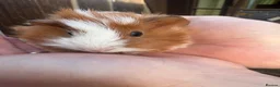 Guinea Pig rodents for sale: Baby guinea pigs  in Knaresborough - Advert 1