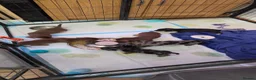 Miniature Dachshund dogs for sale: Miniature dashhound  - Advert 1
