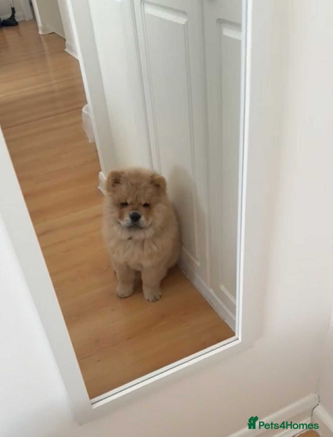 Chow Chow dogs for sale: Stunning fawn male chow chow - Image 5