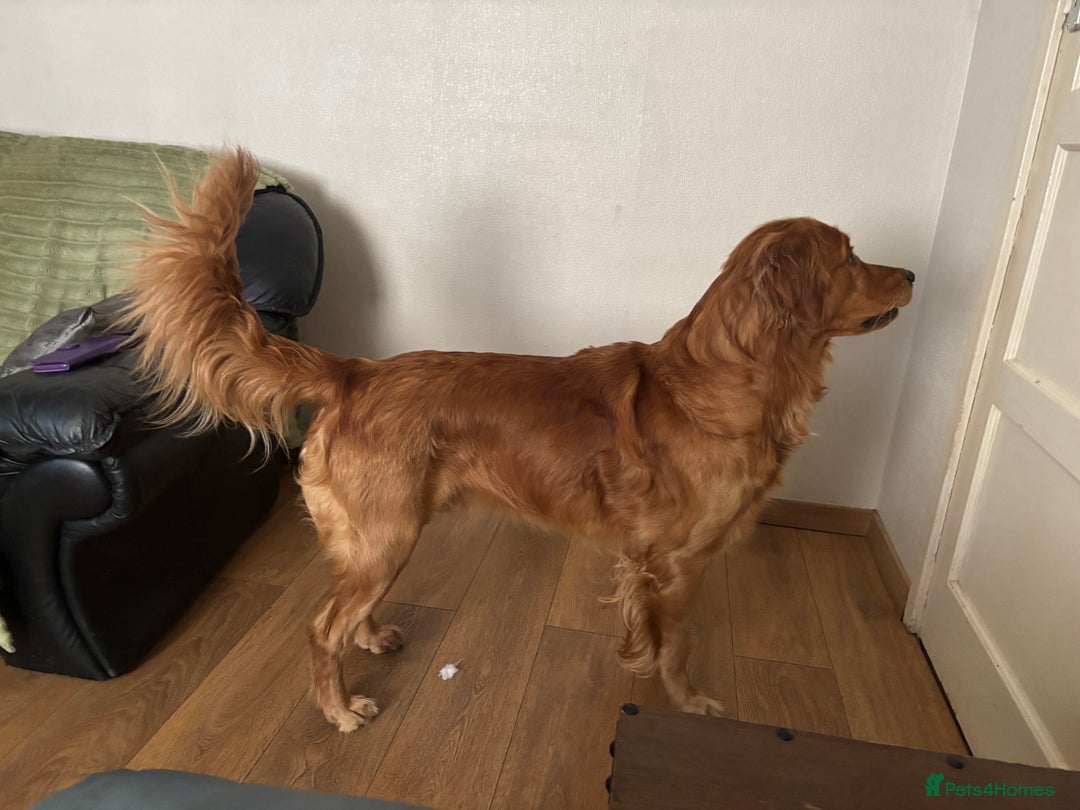 Golden Retriever dogs for stud: Handsome Golden Retriever for Stud - Advert 4