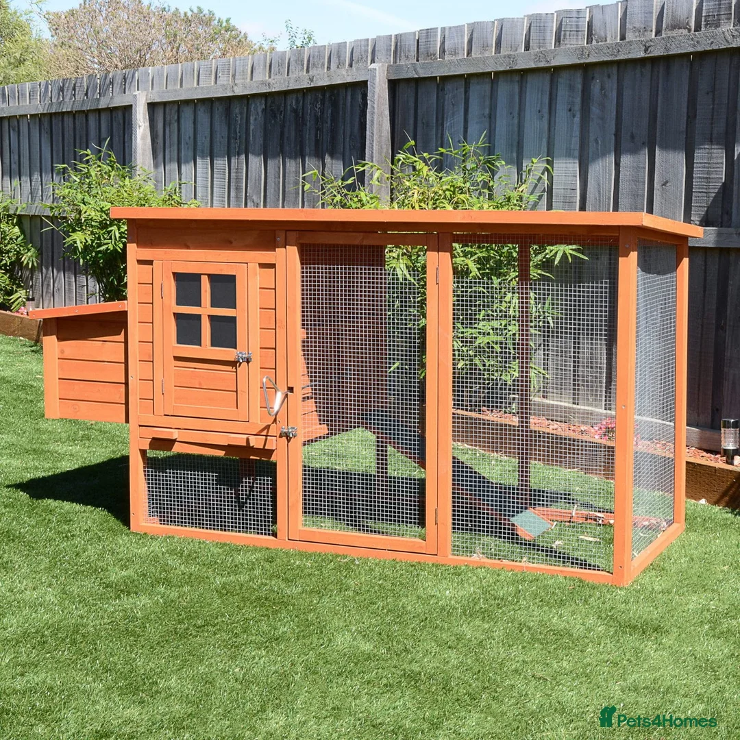 Chickens poultry for sale: 2 chickens and coop.  - Advert 3