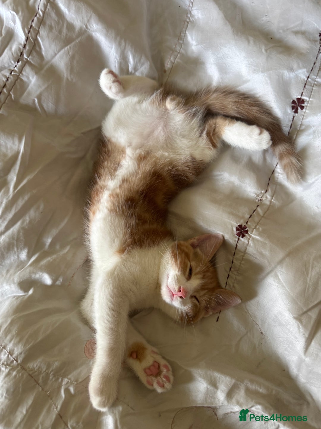 British Shorthair cats for sale: Two gorgeous ginger boys to go together  - Advert 4