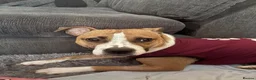 Mixed Breed dogs for sale: Staffie puppies - Advert 1