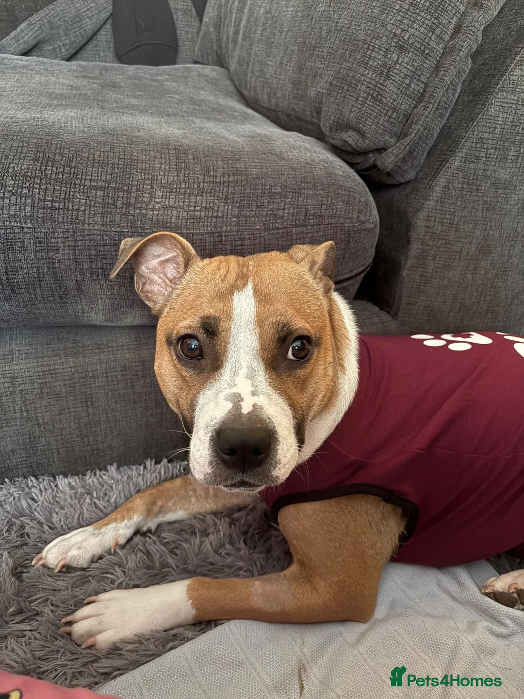 Mixed Breed dogs for sale: Staffie puppies - Advert 1