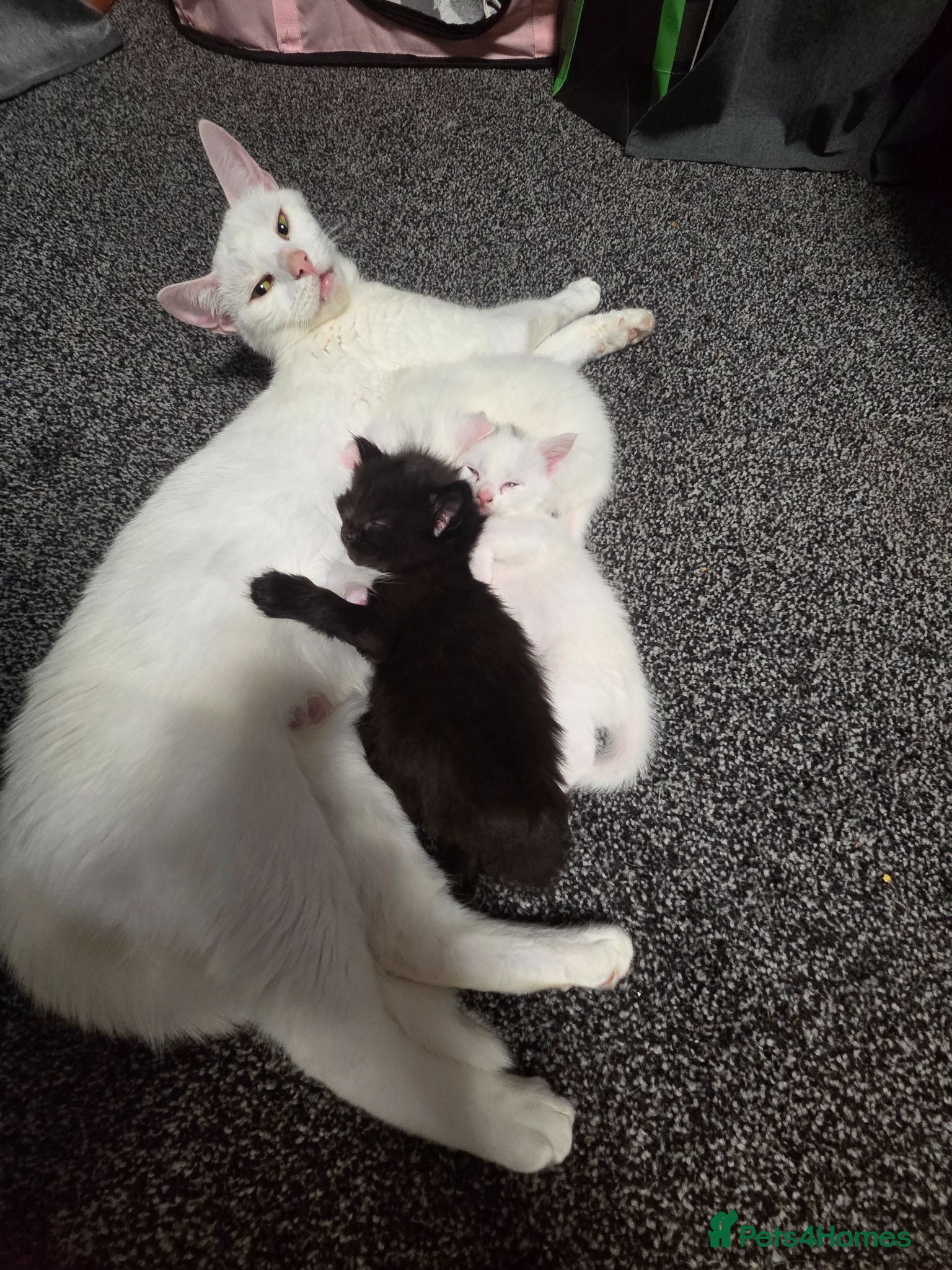 Mixed Breed cats Female white kittens - Advert 2