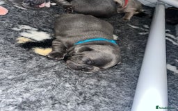 French Bulldog dogs for sale: Blue French bulldogs - Image 13