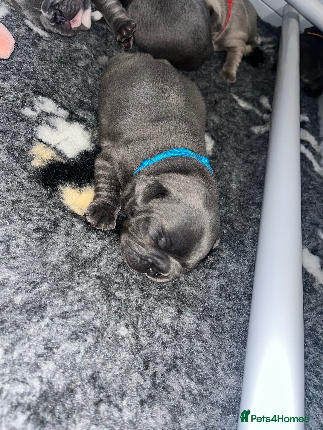 French Bulldog dogs for sale: Blue French bulldogs - Image 13