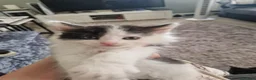 Mixed Breed cats for sale: 5 stunning siamese mixed kittens 😻 - Advert 16