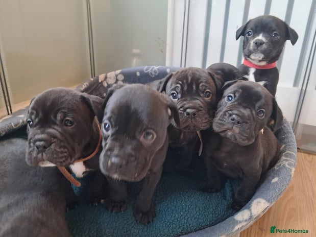 Mixed Breed dogs - Advert 12