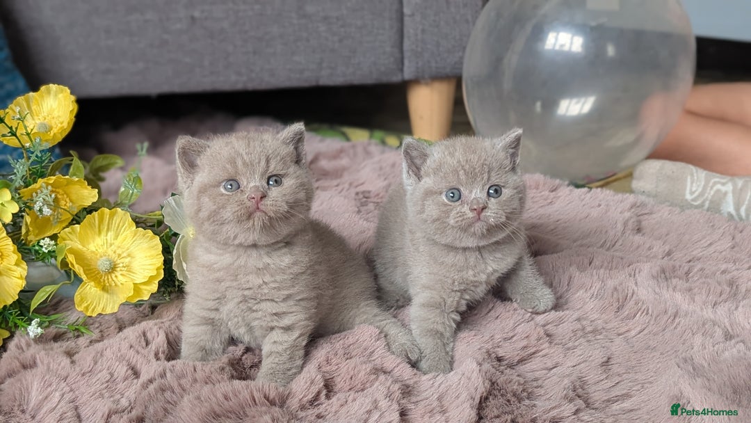 British Shorthair cats for sale: Best quality Gccf registered lilac kittens  - Image 13