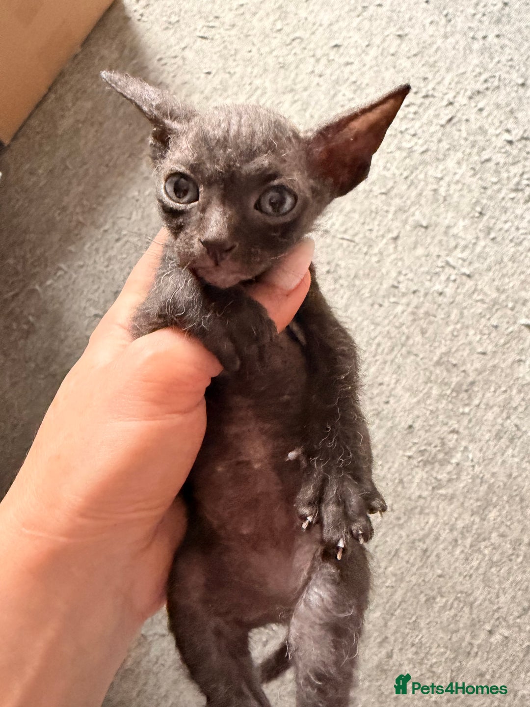 Sphynx cats for sale: Beautiful Sphynx and Elf kittens 🐾🩵🩷 - Advert 13