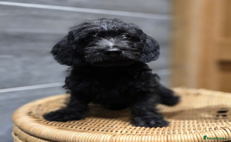 Doxiepoo dogs - Advert 2