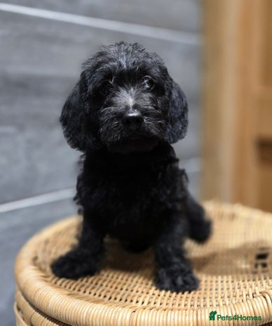 Doxiepoo dogs - Advert 2