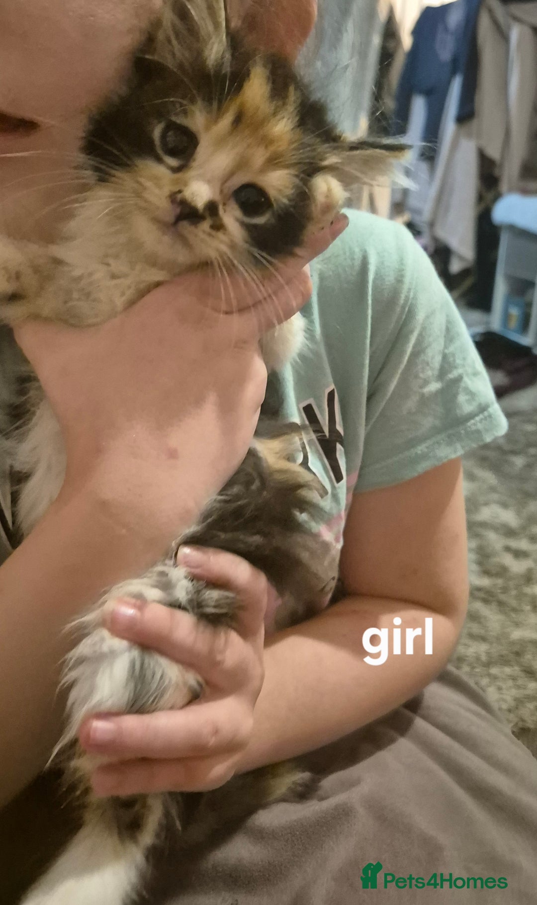 Mixed Breed cats for sale: 5 fluffy kittens looking for forever homes - Advert 7