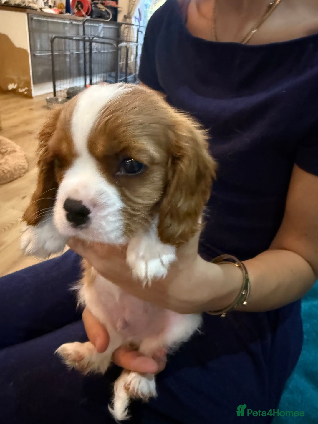 Cavalier King Charles Spaniel dogs for sale: KC reg Cavalier King Charles Spaniels  - Image 5
