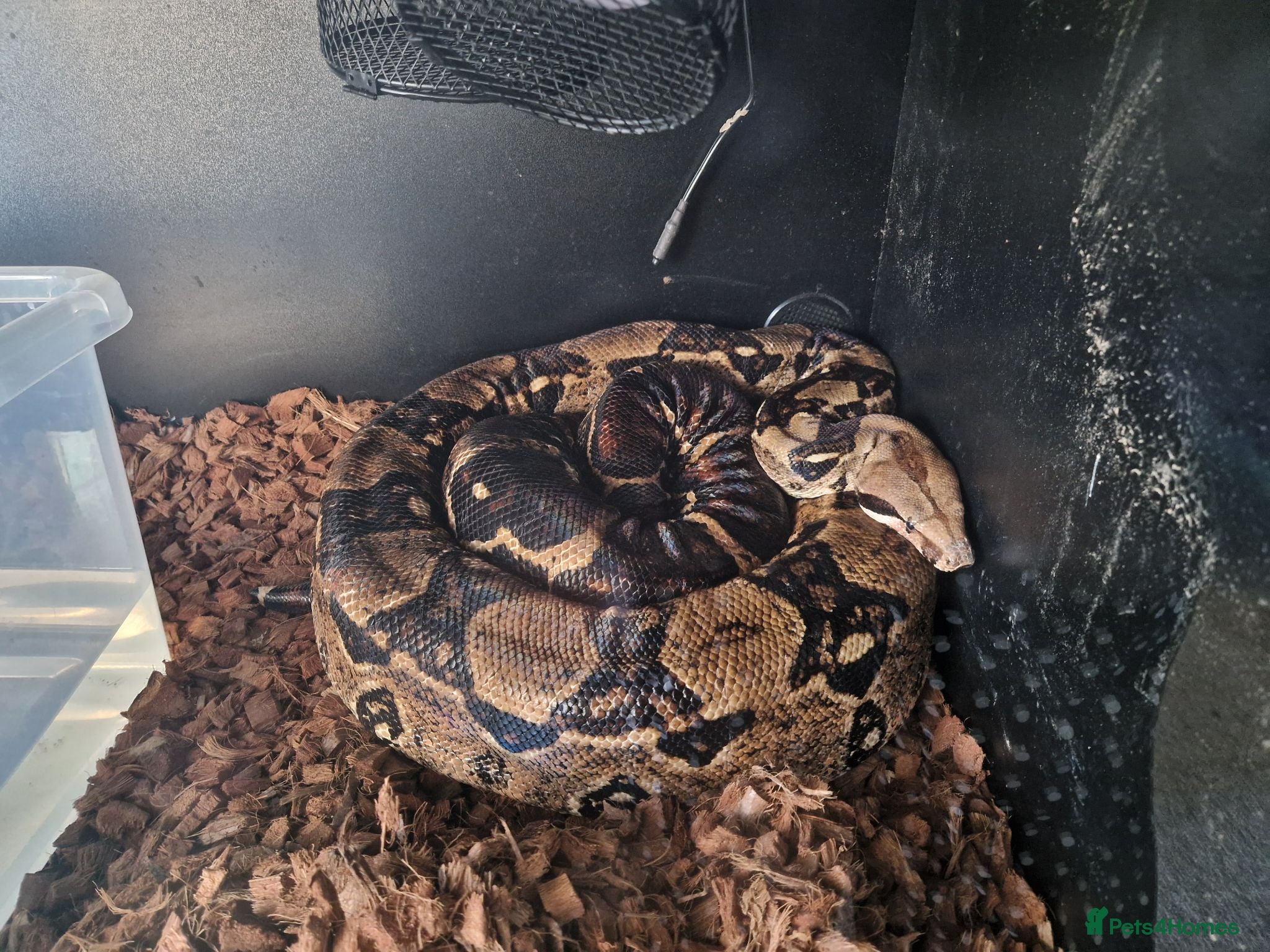 Boa Snake reptiles Red tail board constrictor  - Advert 5