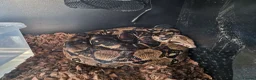 Boa Snake reptiles for sale: Red tail board constrictor  in Derby - Advert 1