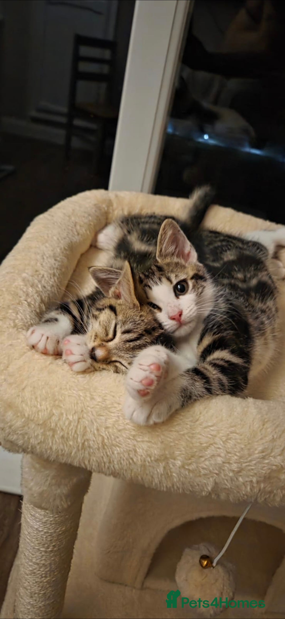 Domestic Shorthair cats for sale: 3 female kittens *READ DESCRIPTION* - Image 8
