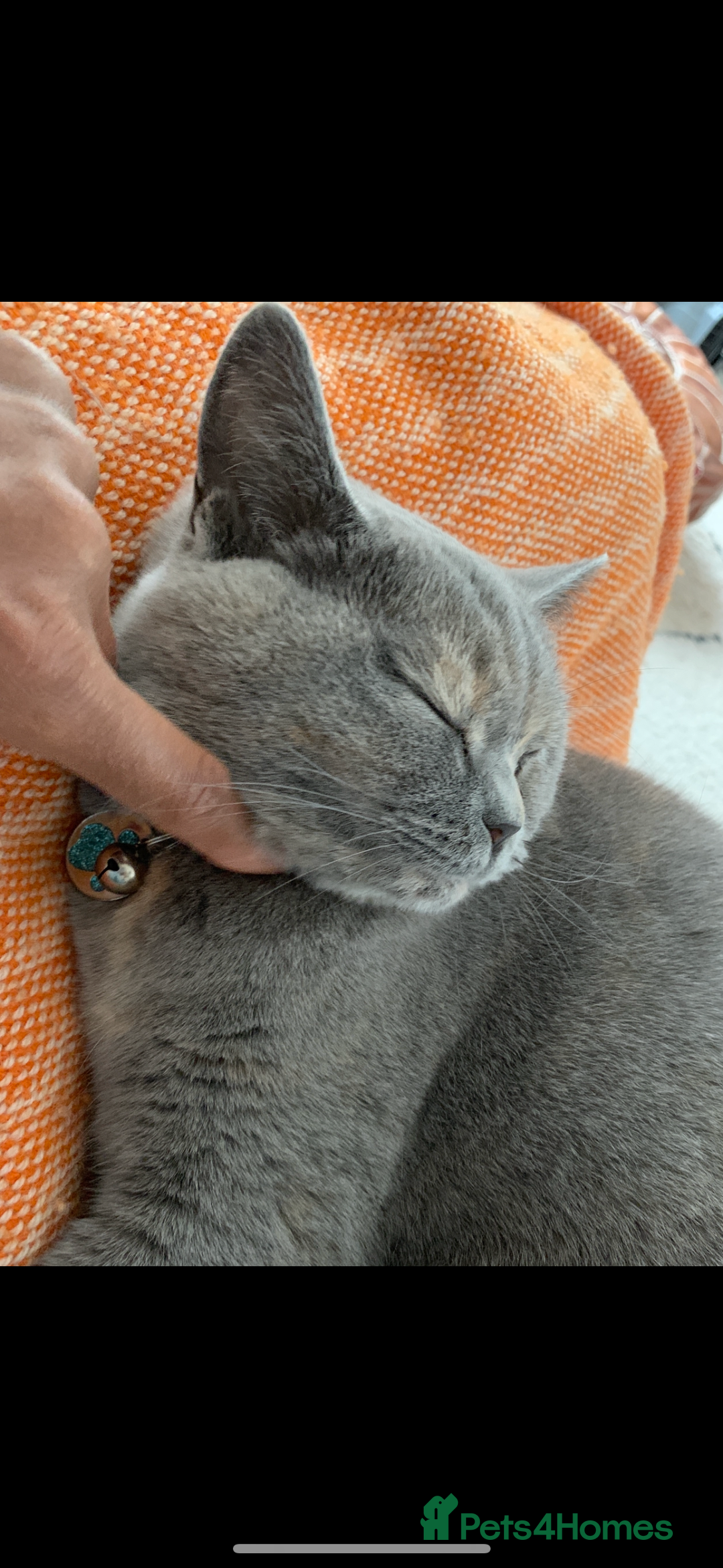 Scottish Fold cats for sale: Beautiful 3 Yr Old Scottish Fold - Advert 10