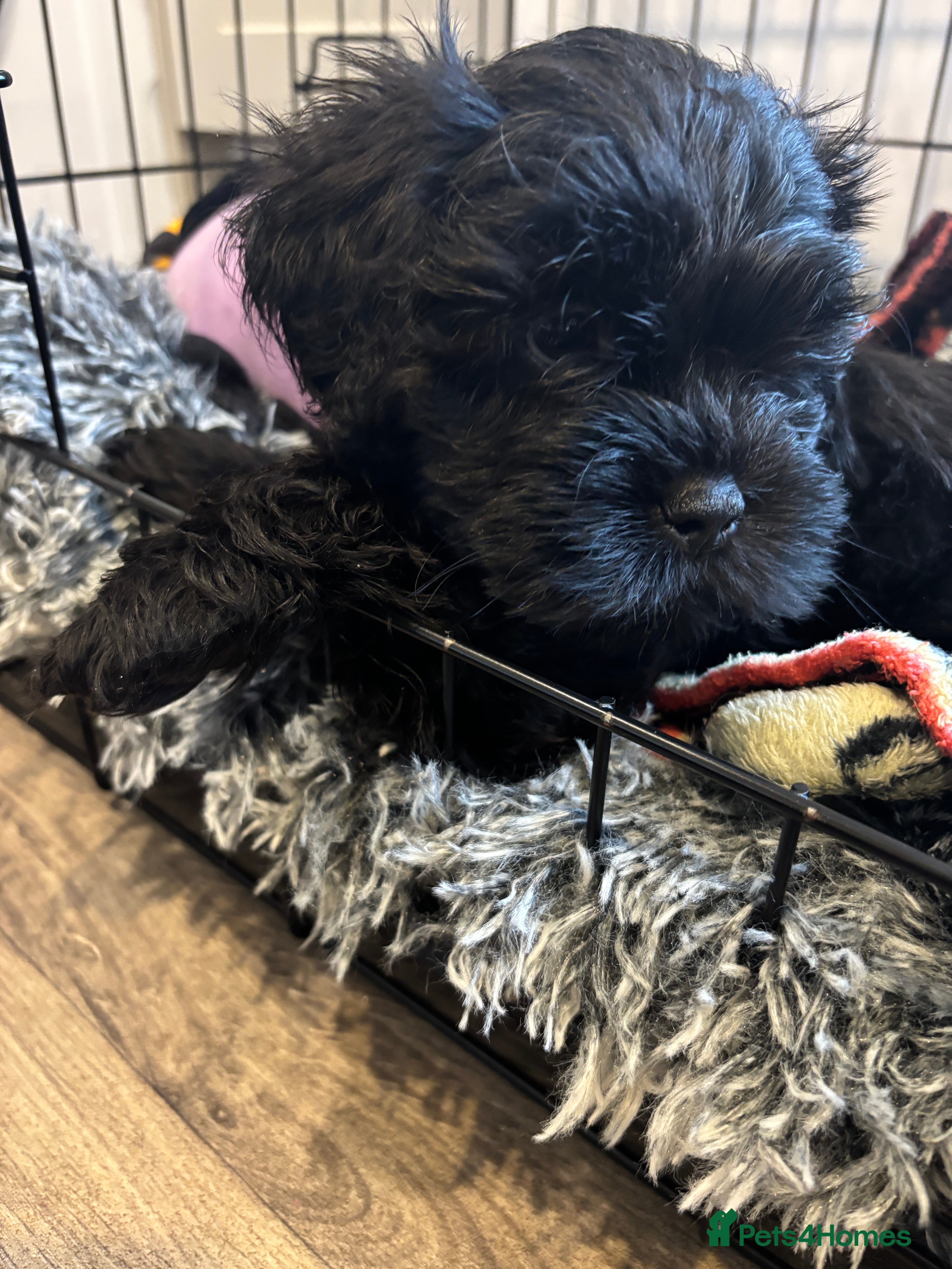 Mixed Breed dogs Sproodle Lhasa Apso Puppies Ready to take home - Advert 17