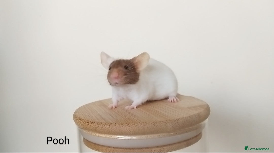 Mouse rodents for sale: 🐭 Female Mice Available for Adoption 🐭 - Image 5