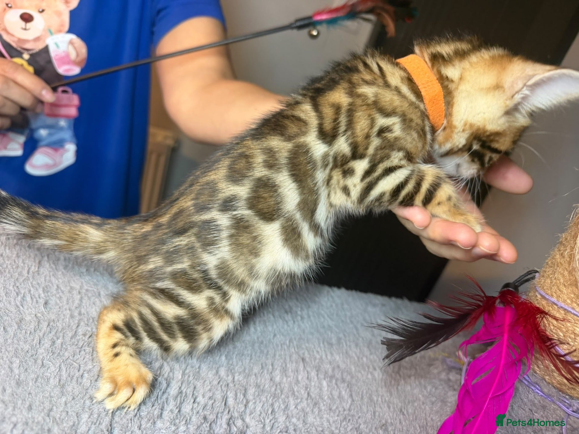 Bengal cats 3 BENGAL KITTENS - HEALTH/GENETIC TESTED  - Advert 2