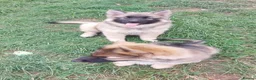 German Shepherd dogs for sale: Stunning babys - Advert 17
