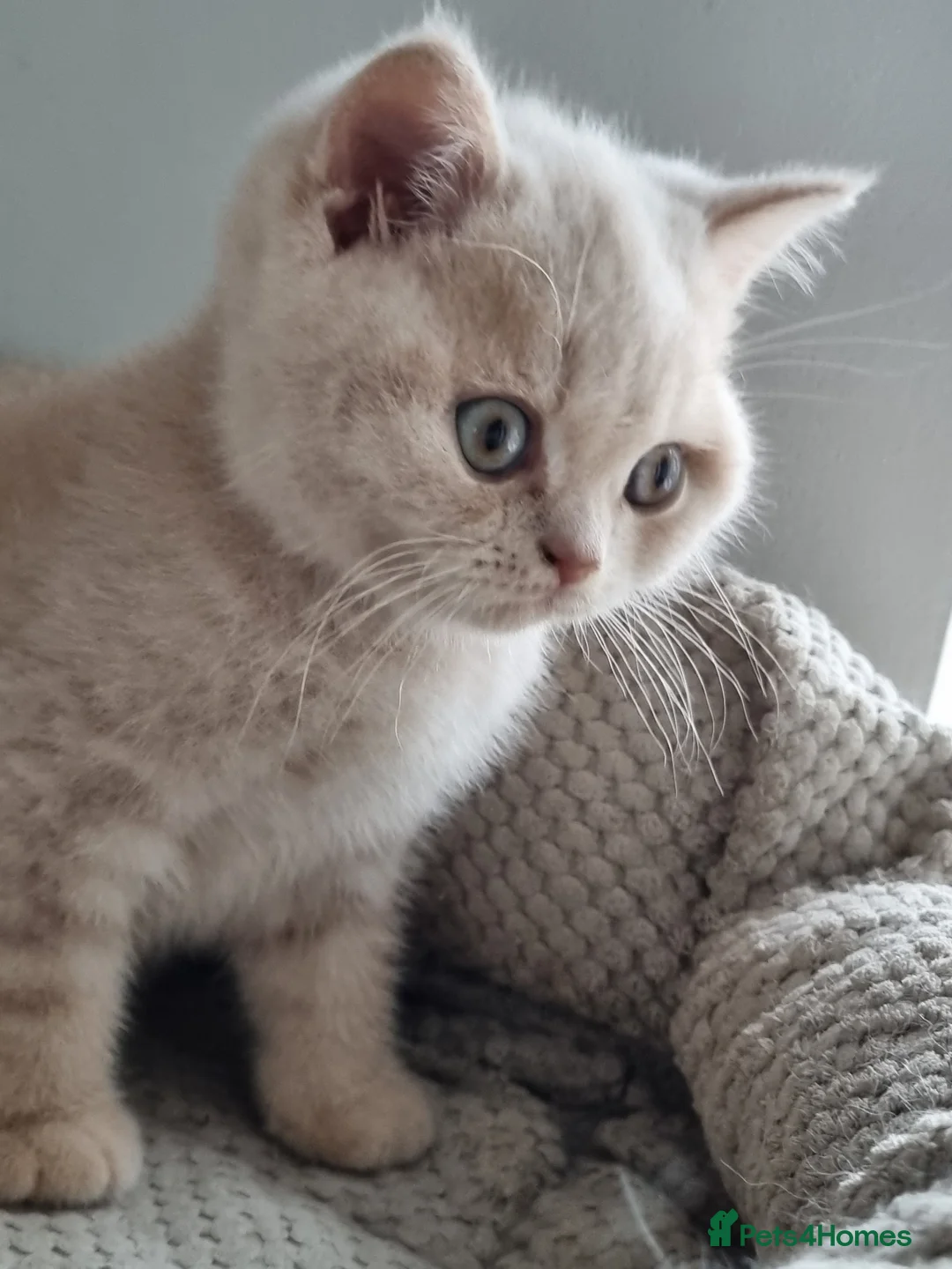 British Shorthair cats for sale: Blue/cream girl and cream boy in Newport - Advert 15