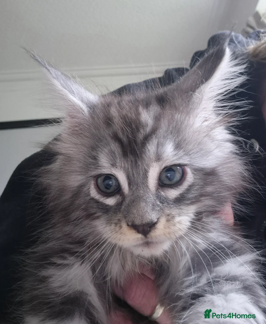Maine Coon cats for sale: Gorgeous Chunky Maine Coon Kittens Tica Registered - Advert 9
