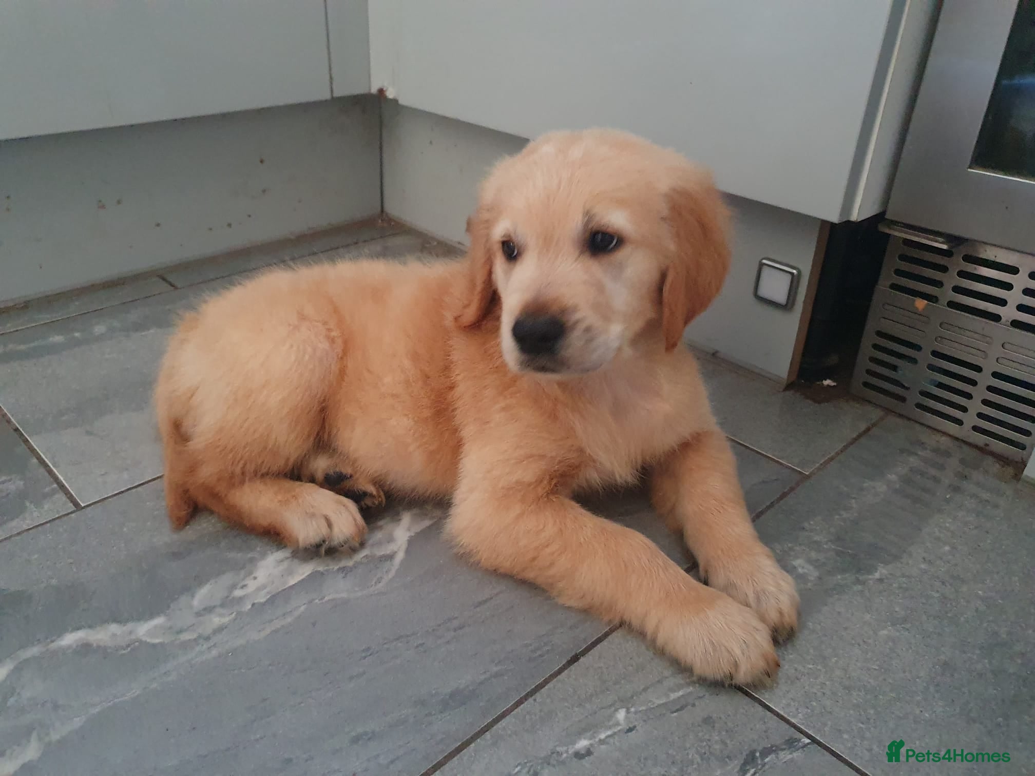 Golden Retriever dogs Pedigree Golden retriever championbloodline pups - Advert 2