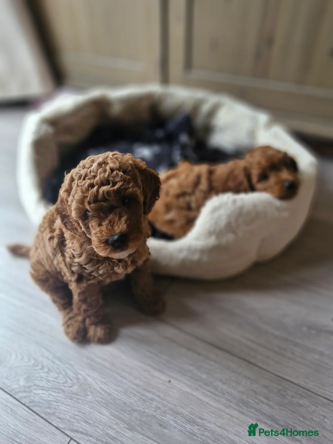 Cavapoo dogs for sale: Beautiful F1b Cavapoo boys looking for loving home - Advert 2