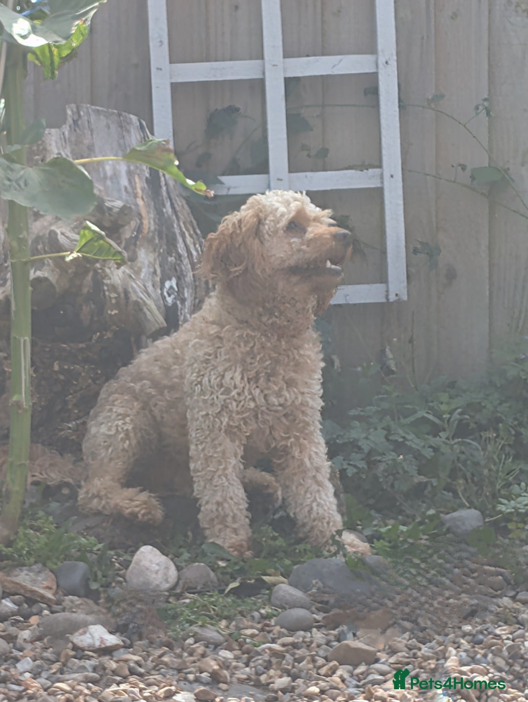 Cockapoo dogs for sale: F1 Apricot male cockapoo (stunning) - Advert 3