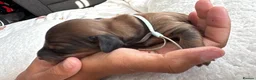 Dachshund dogs for sale: Miniature dachshund  in Kilmarnock - Advert 13