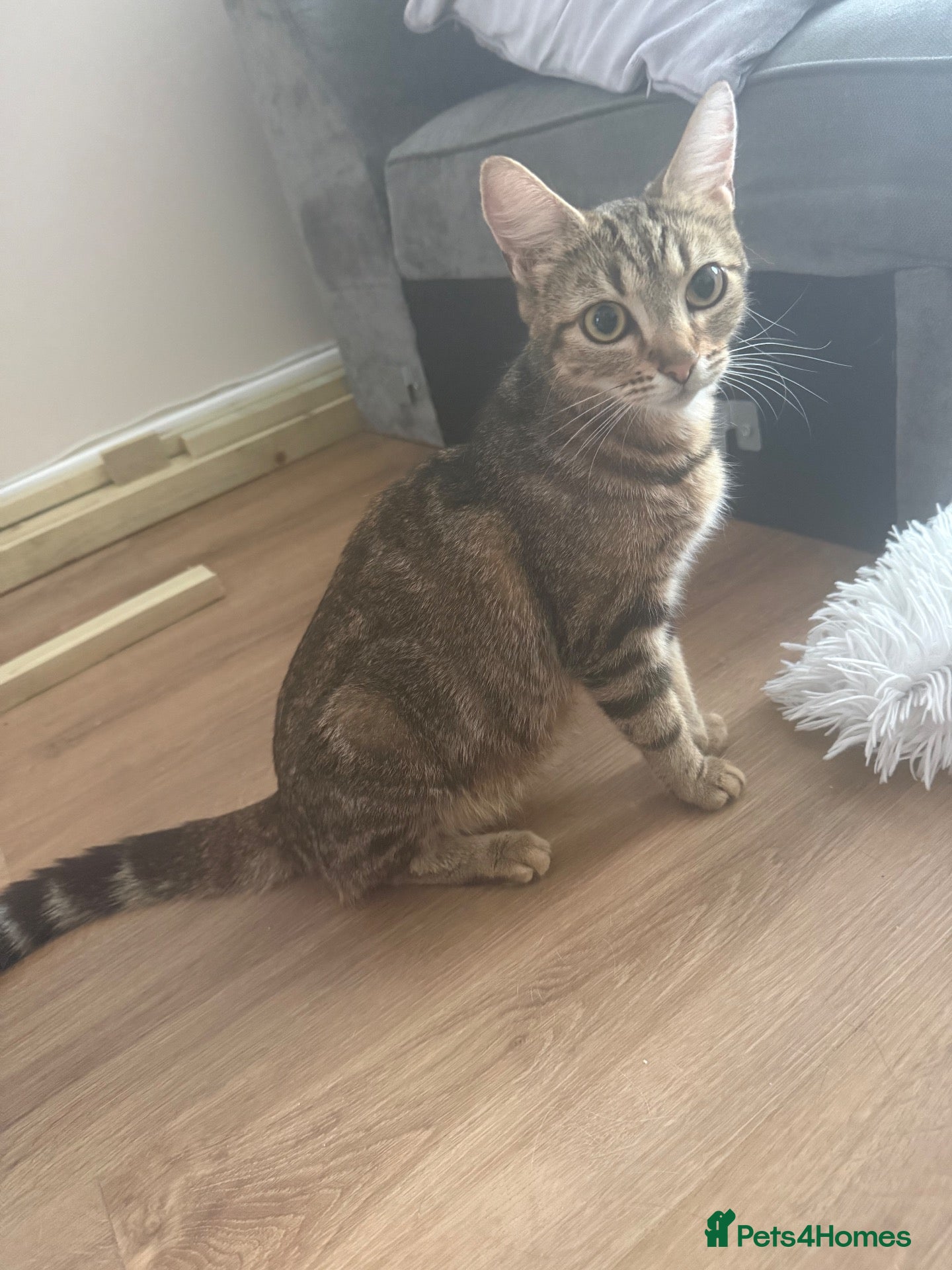 Mixed Breed cats 4 beautiful tabby kittens  - Advert 7