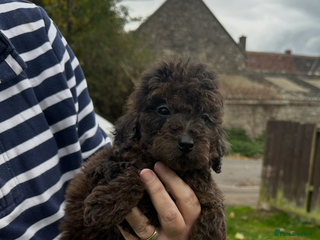 Miniature Poodle dogs - Advert 2