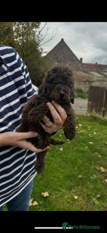 Miniature Poodle dogs - Advert 1