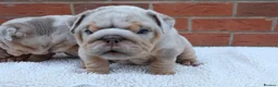 English Bulldog dogs for sale: Mr Muscles litter KC Quality English bulldogs - Advert 6