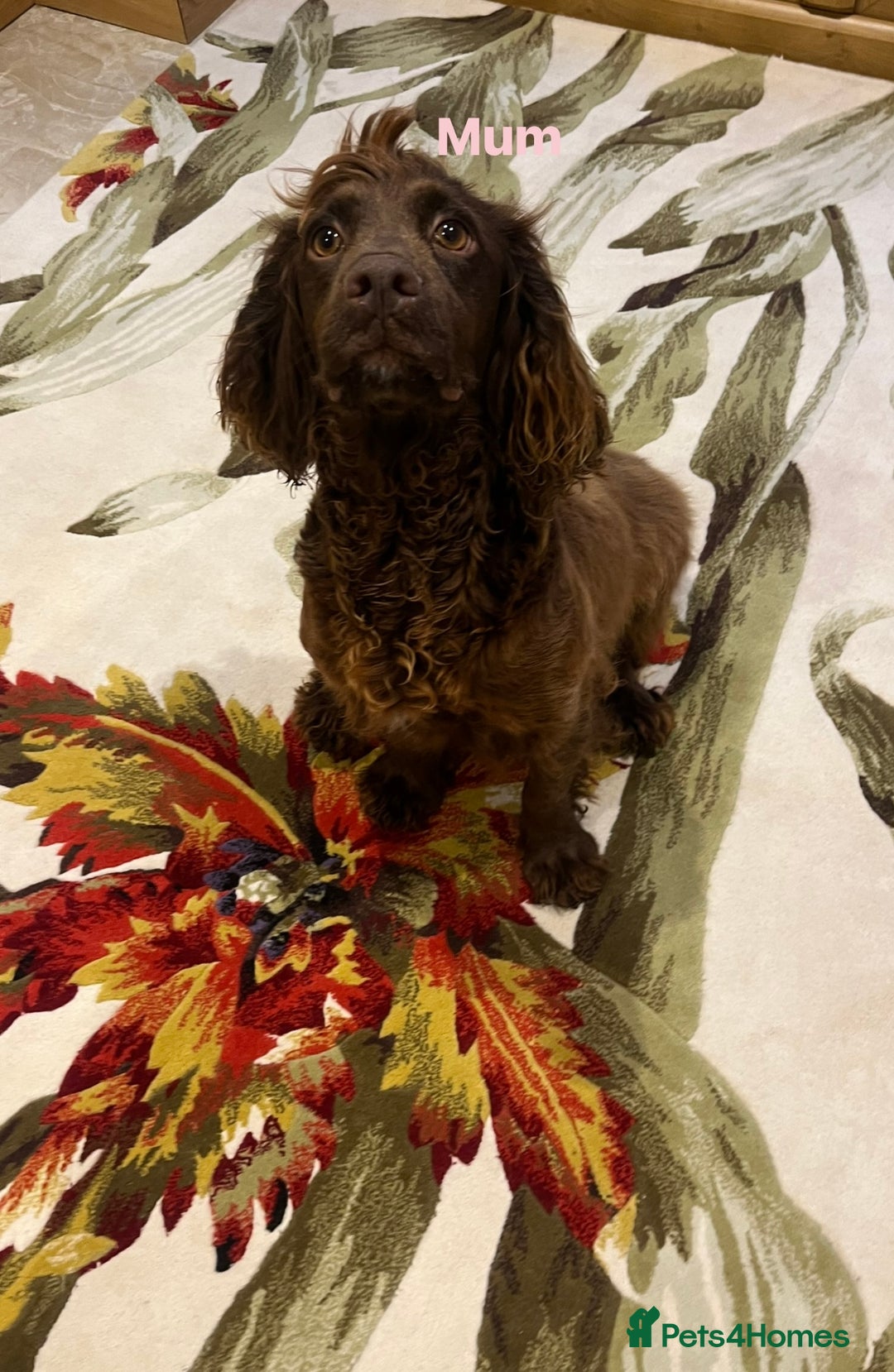 Cocker Spaniel dogs for sale: Pure bred, Cocker spaniels - Image 18