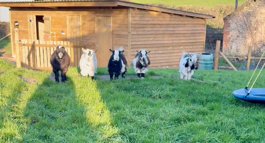 Goats livestock for sale: Pygmy herd 5 must go together  - Advert 5
