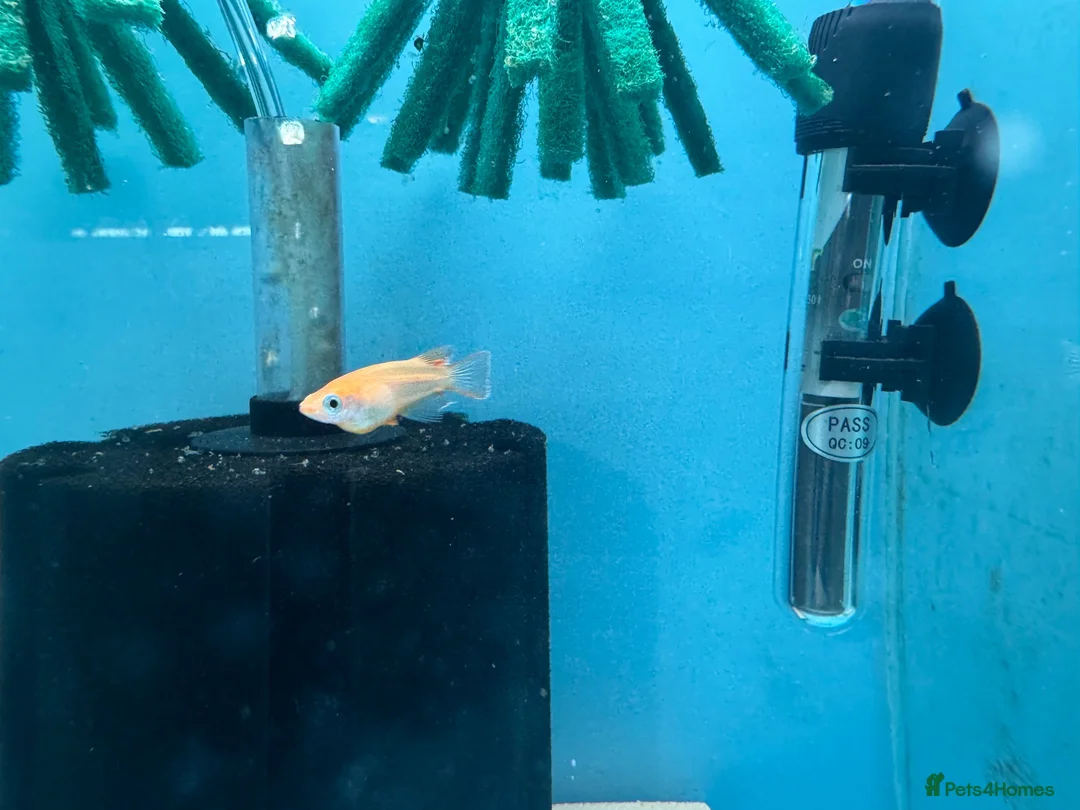 Ricefish fish for sale: Orange Medaka Japanese Ricefish (Oryzias latipes) in Malvern - Advert 8